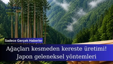 Ağaçları kesmeden kereste üretimi! Japon geleneksel yöntemleri